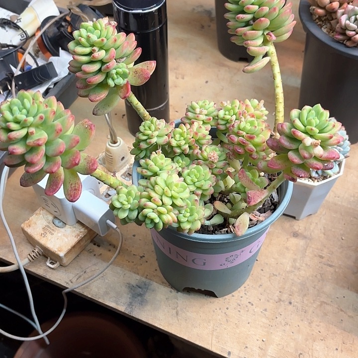 多肉植物，香格里拉