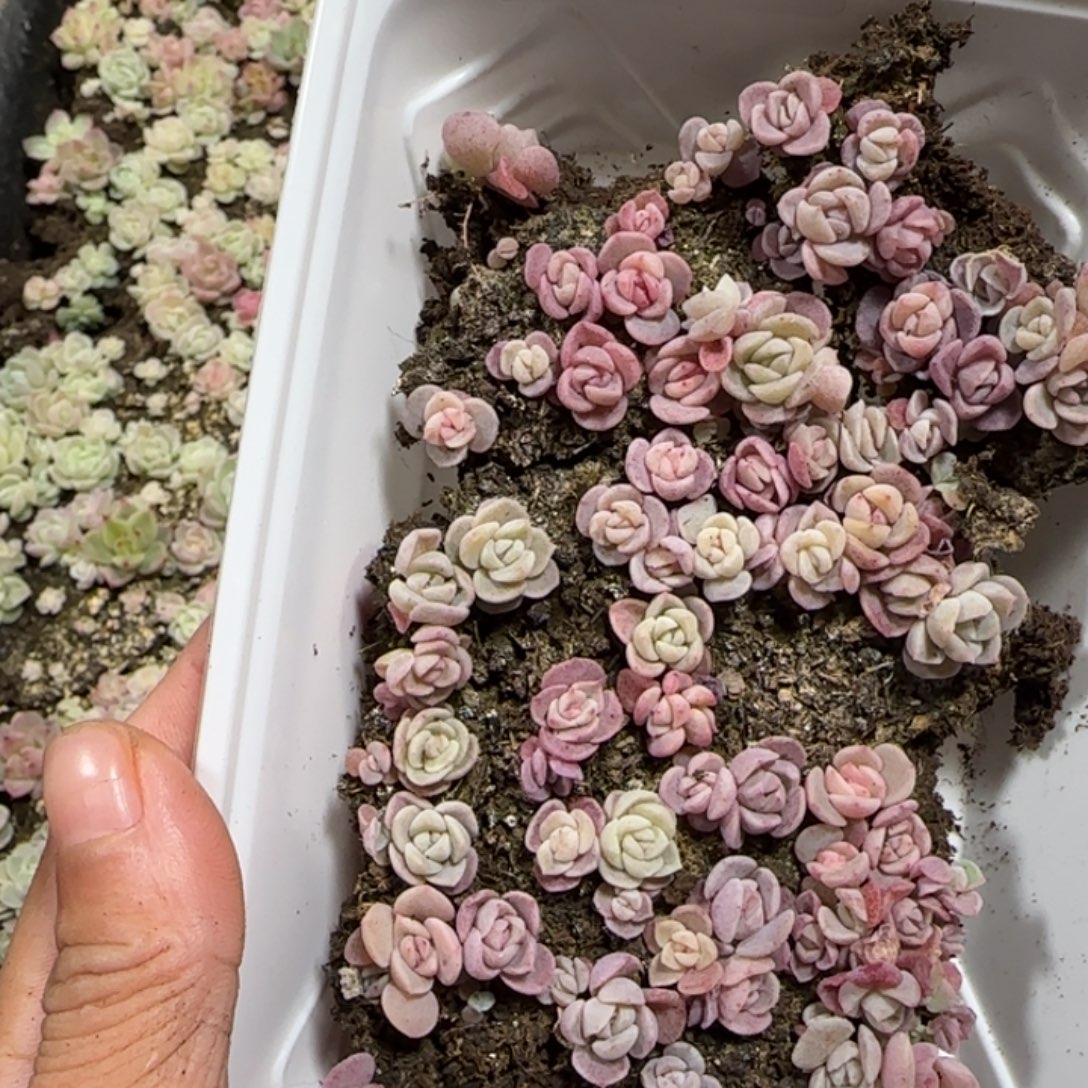 阿***。415补差价多肉一盒