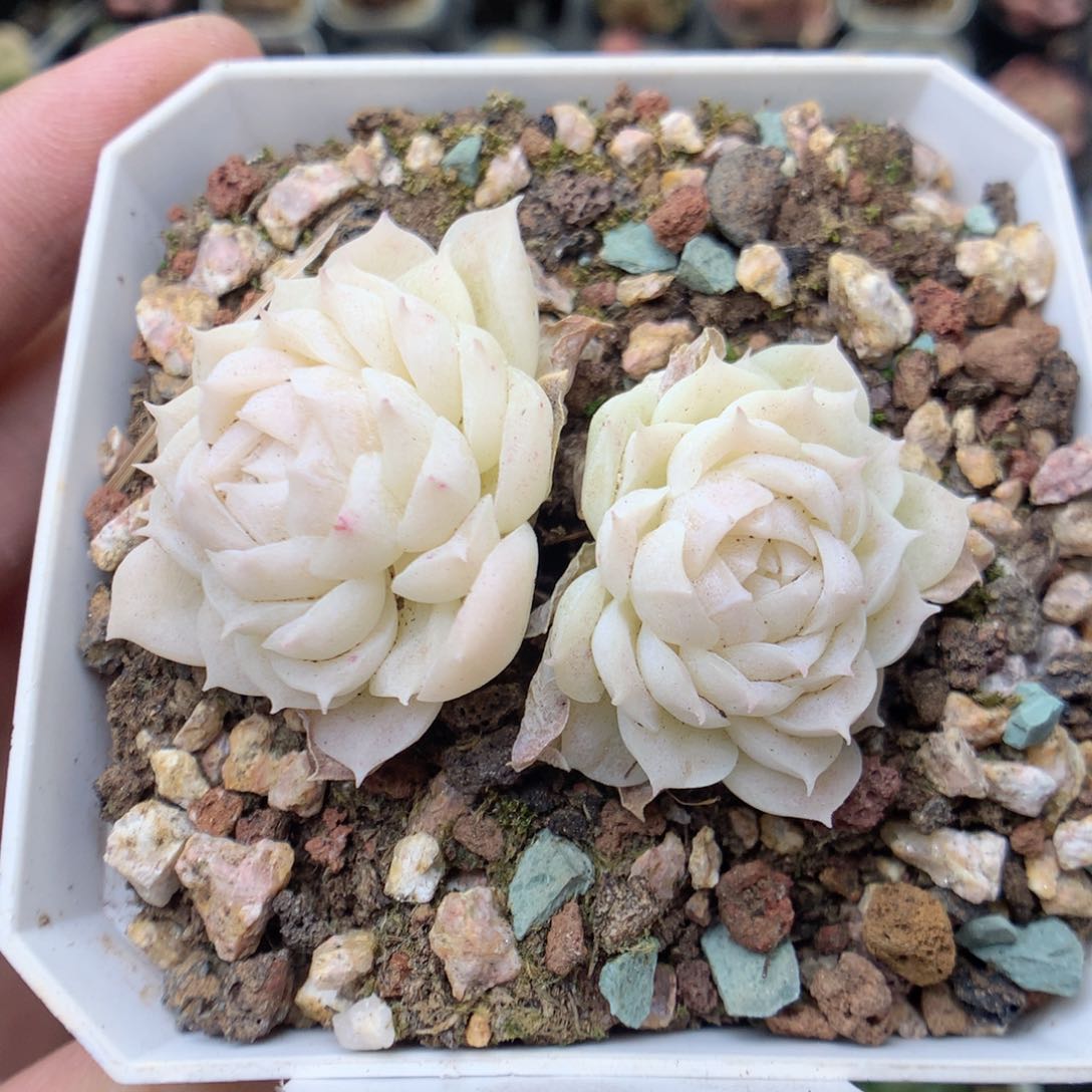 G103不整，20包邮两天凑单偏远不发货