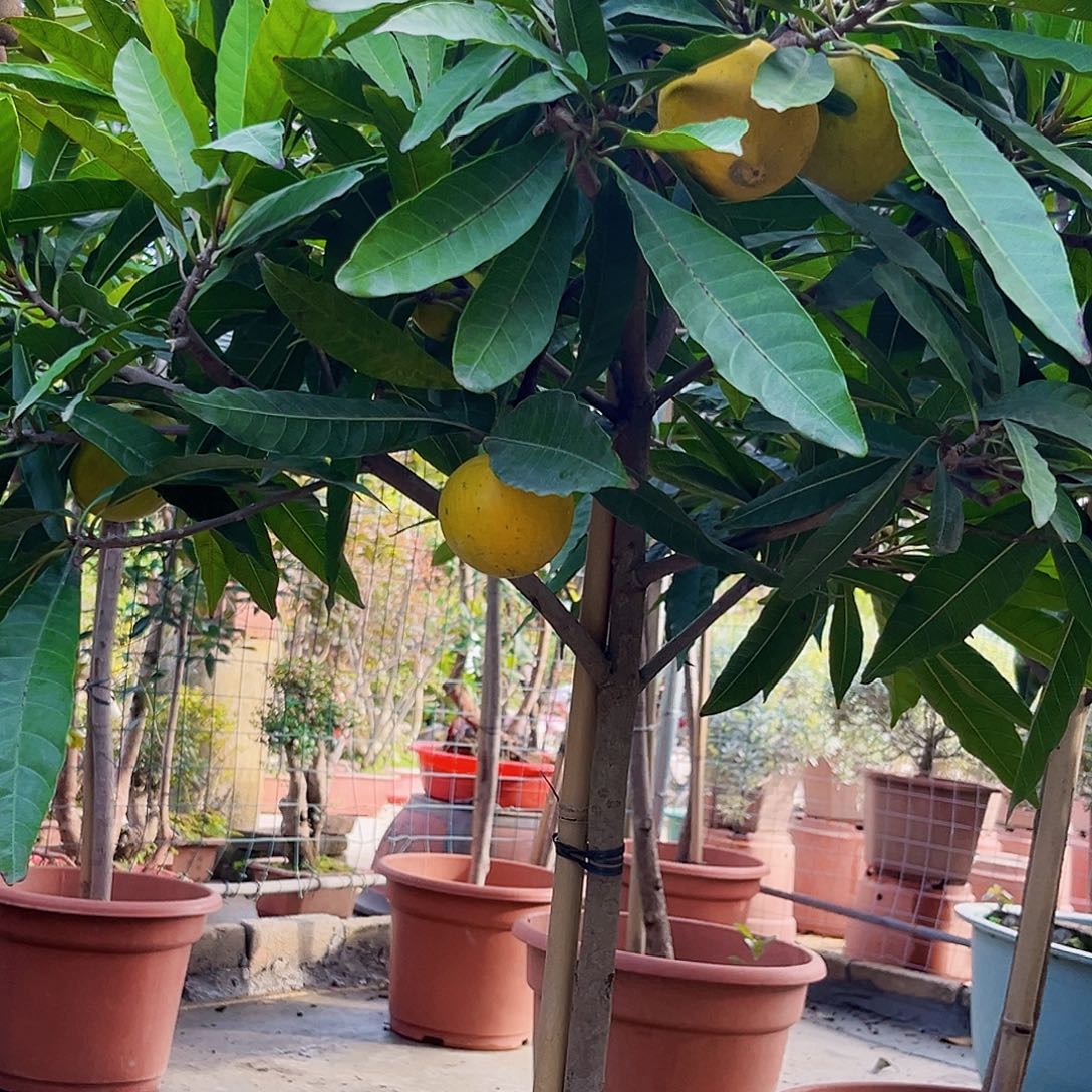 黄***清无花朵寿桃88888888