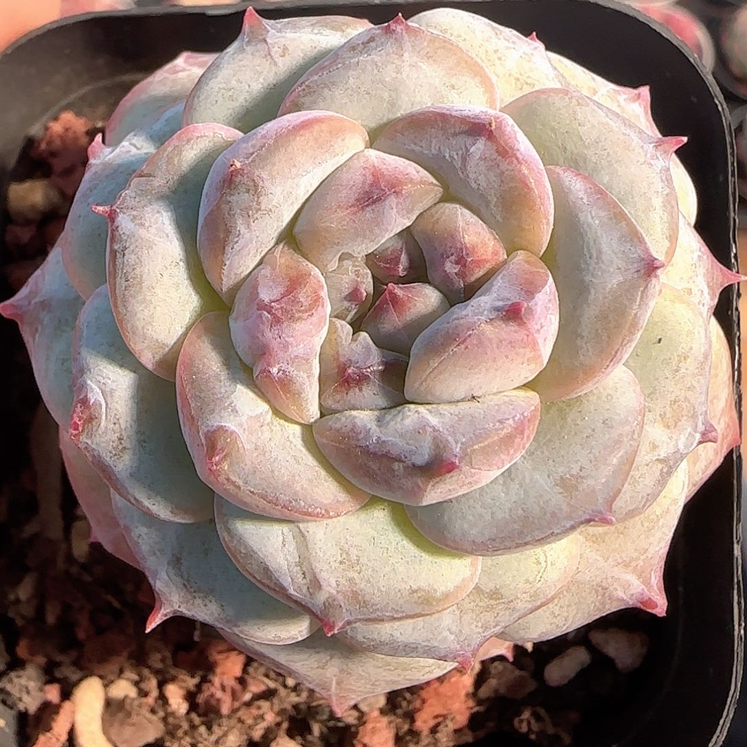 多肉1204-172糖心