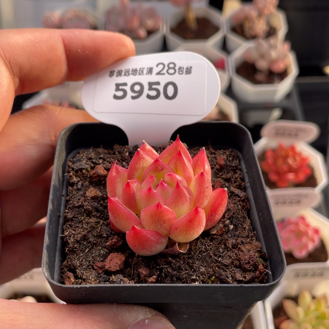 弗罗瑞安娜5950-3.5厘米