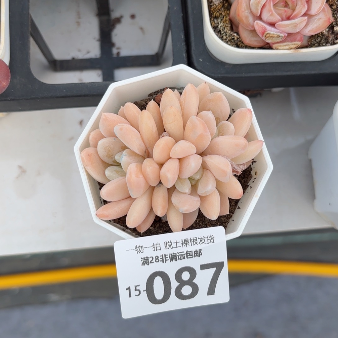 阮玲玉老桩多肉多肉多肉