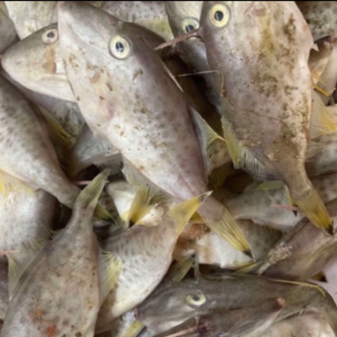 神泉港 扫莲猪哥马面迪剥皮鱼 焖煮普宁豆酱帮洗杀5盒省内包邮