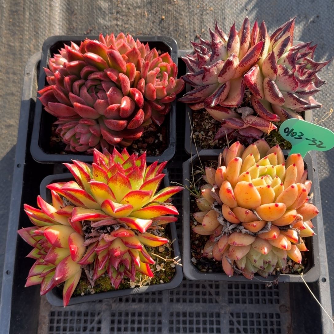 从前慢多肉精选编号0103.32