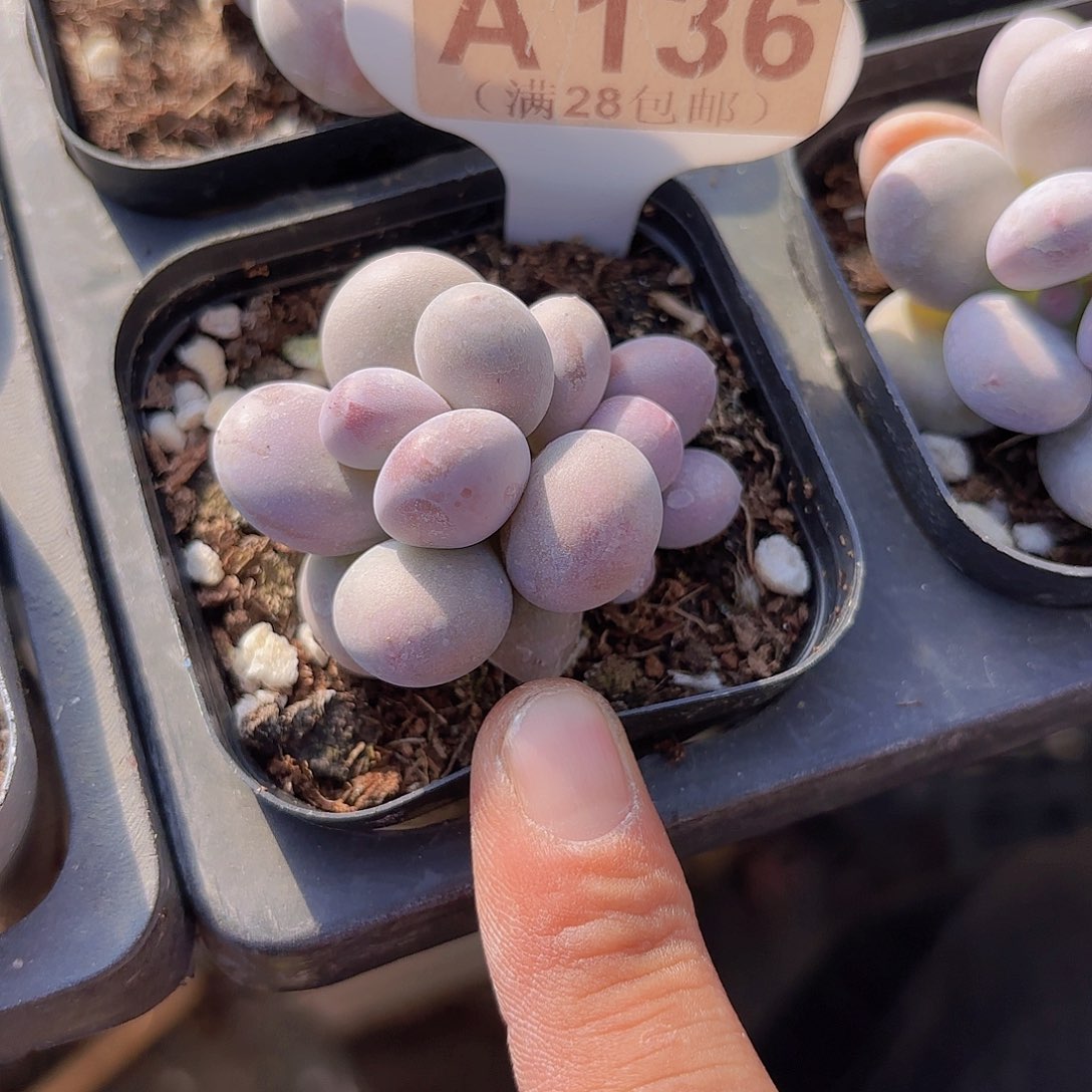 A136彩虹奶一物一拍