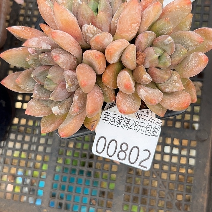 幸运的是我还没遇到