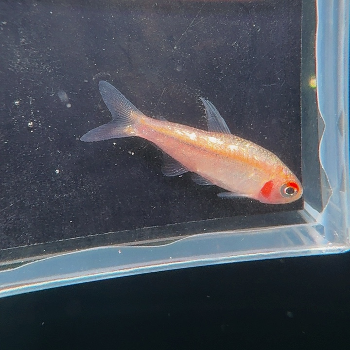 灯科鱼左下缸12号碎金黄hy有黑点2厘米一条