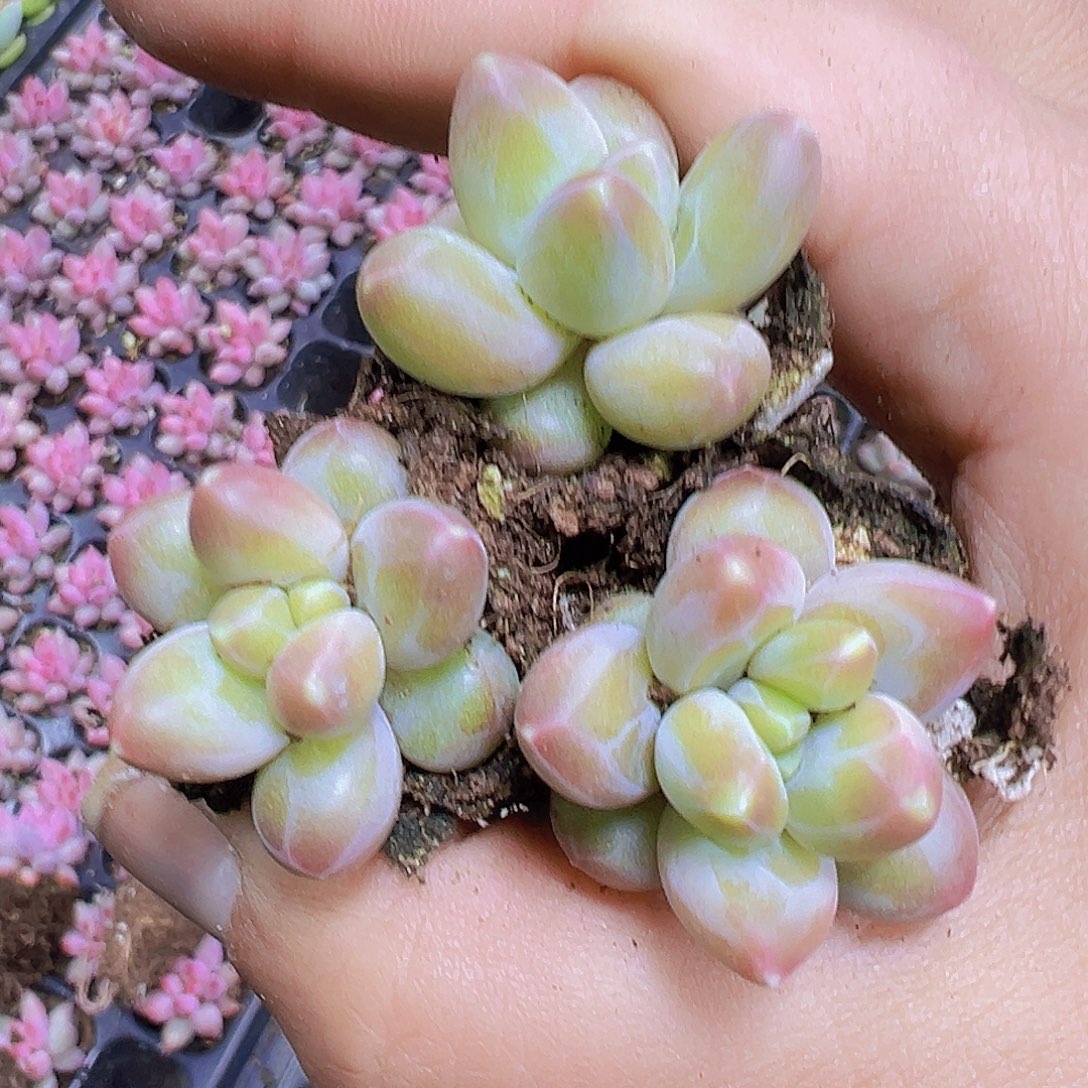 咖啡豆3个19包邮多