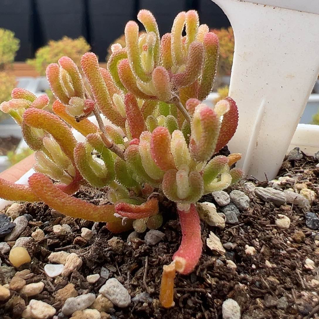 41号钻石锦12.7多肉