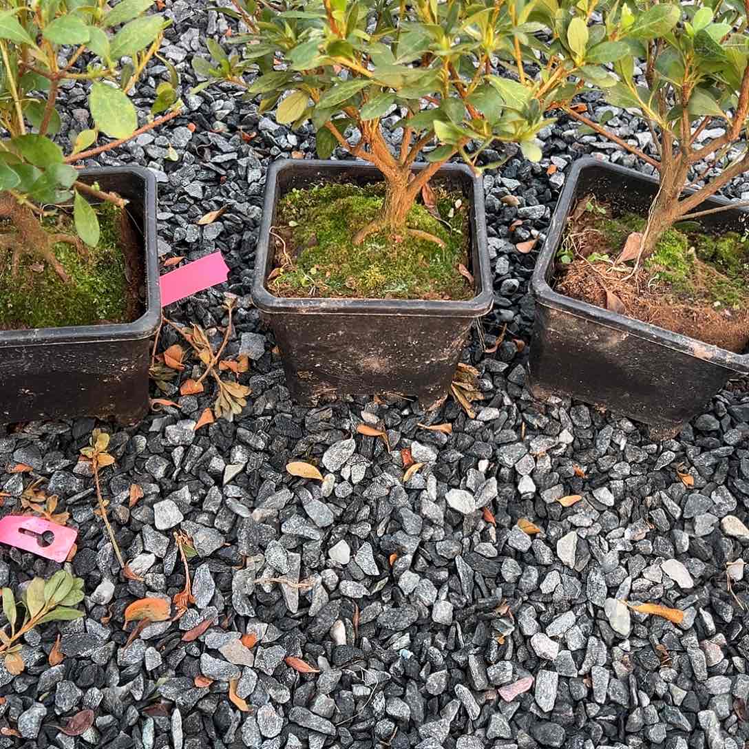 无花朵盆景皋月杜鹃嫦娥矮霸