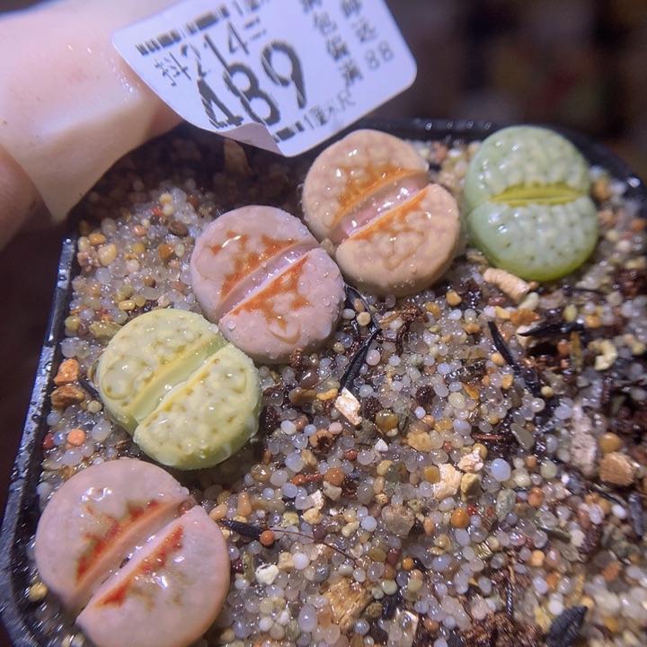 精品生石花214.489