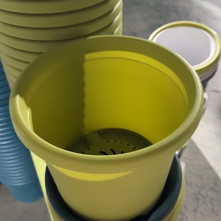 四季4号果绿无托10个特价