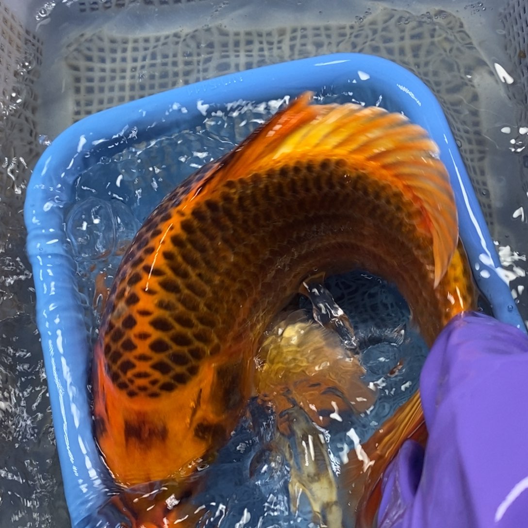 锦鲤冷水锦鲤包邮