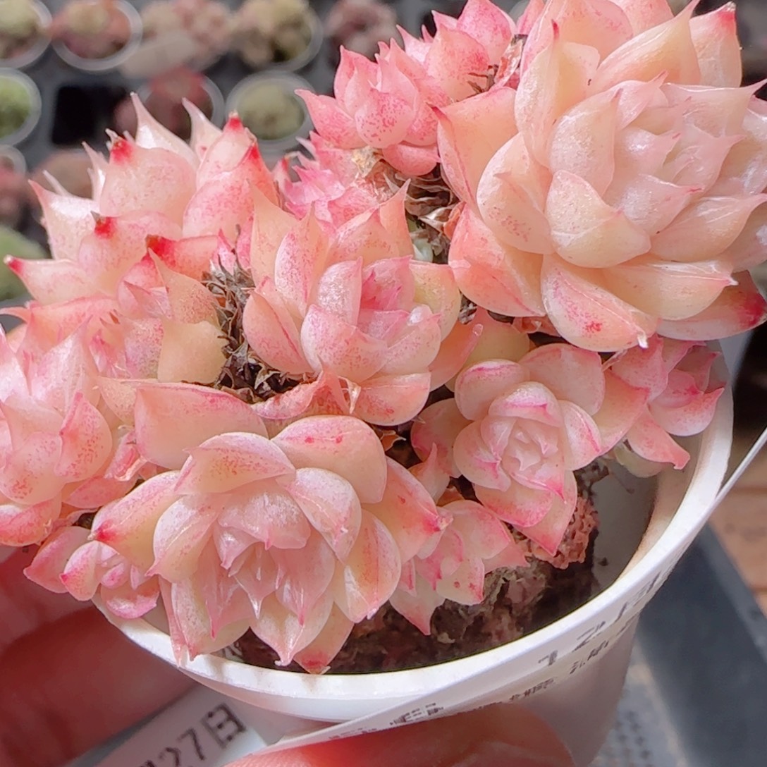 花语多肉1227-56散