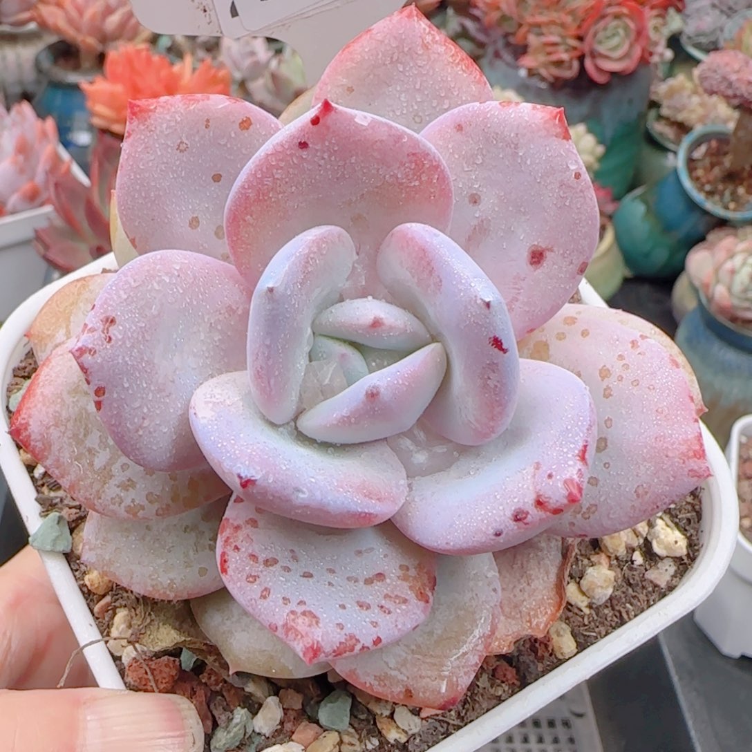 多肉植物5363…………….