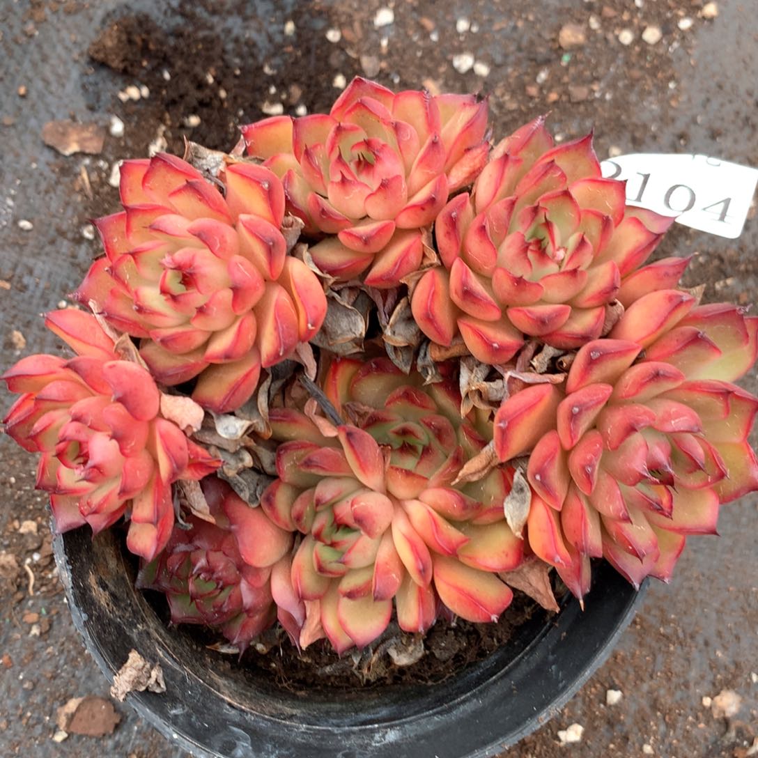 平**士2104杂交多肉植物