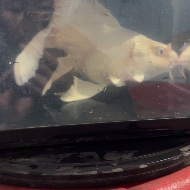 蝴蝶鲤鱼蝴蝶鲤包邮40不售后