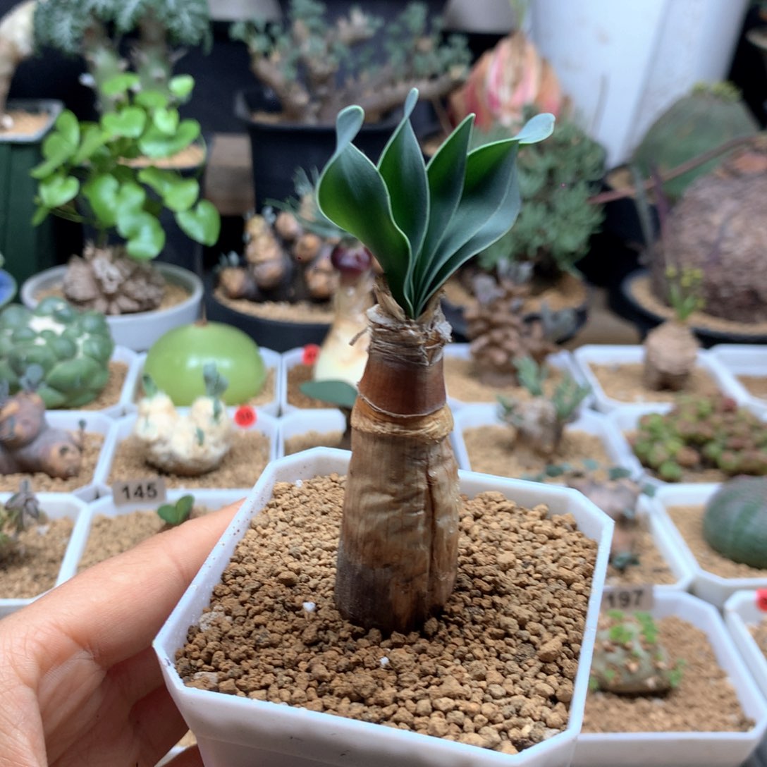 慕***若巨凤之卵带盆多肉。