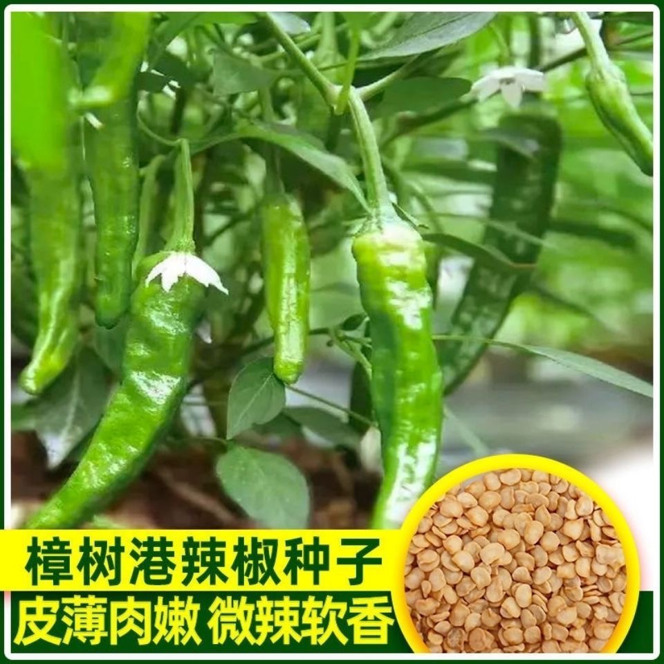 辣椒樟树港椒种子樟树辣椒种子优质辣椒种子新种春秋四季播种辣椒