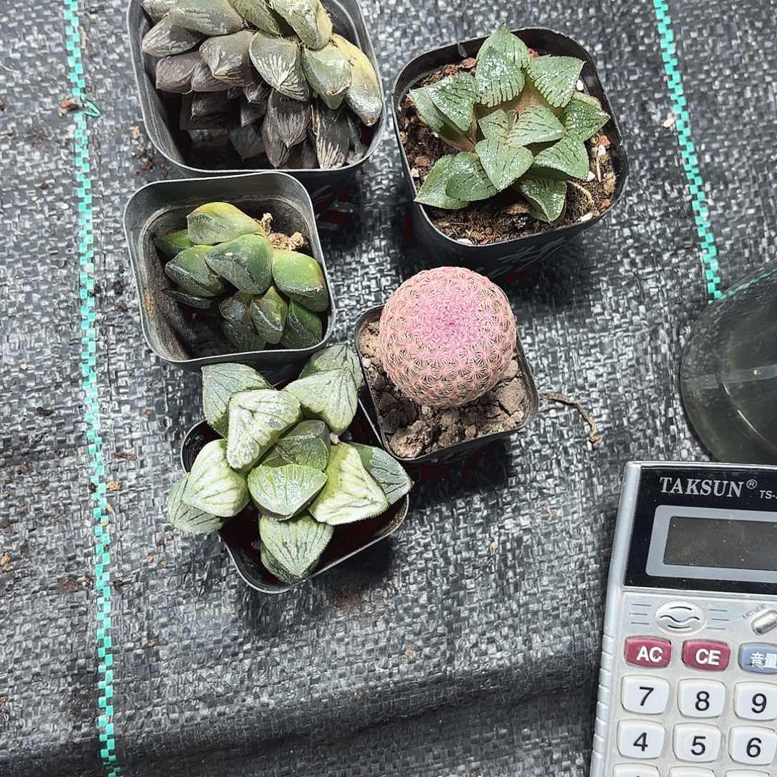 5颗组合多肉植物