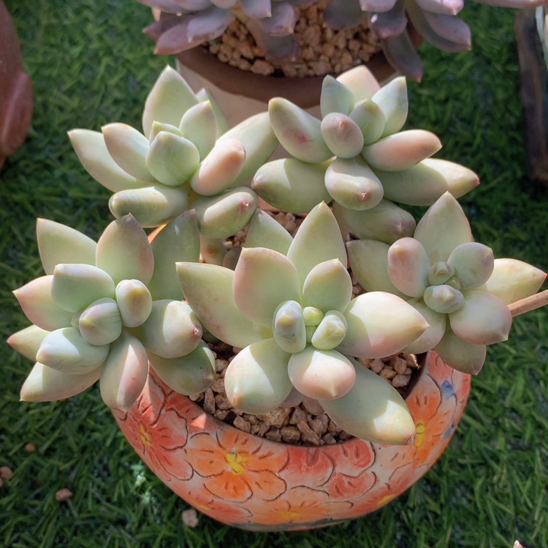 美人群13 公分一物一拍