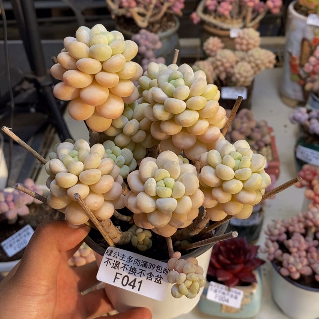 041洛可可多肉9c m