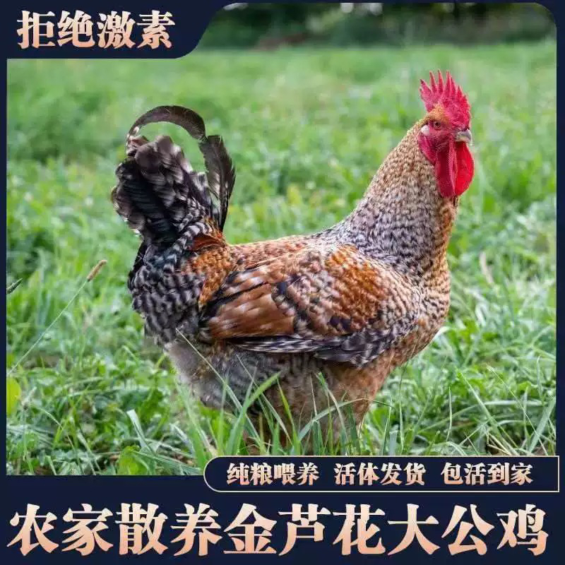 农家散养芦花鸡散养土鸡土公鸡5个月鸡自养笨公鸡纯种土鸡