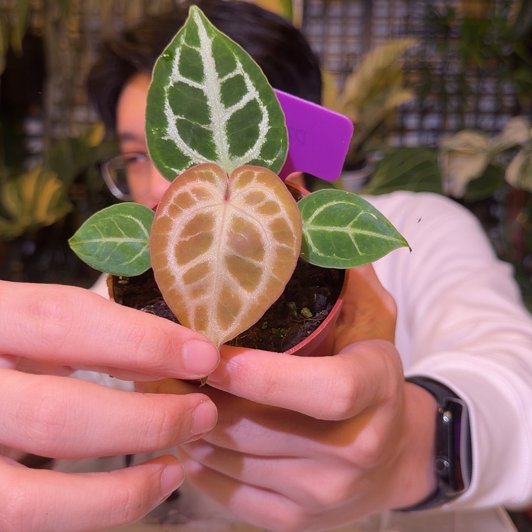 完全开放F771粉柠檬杂草莓冰