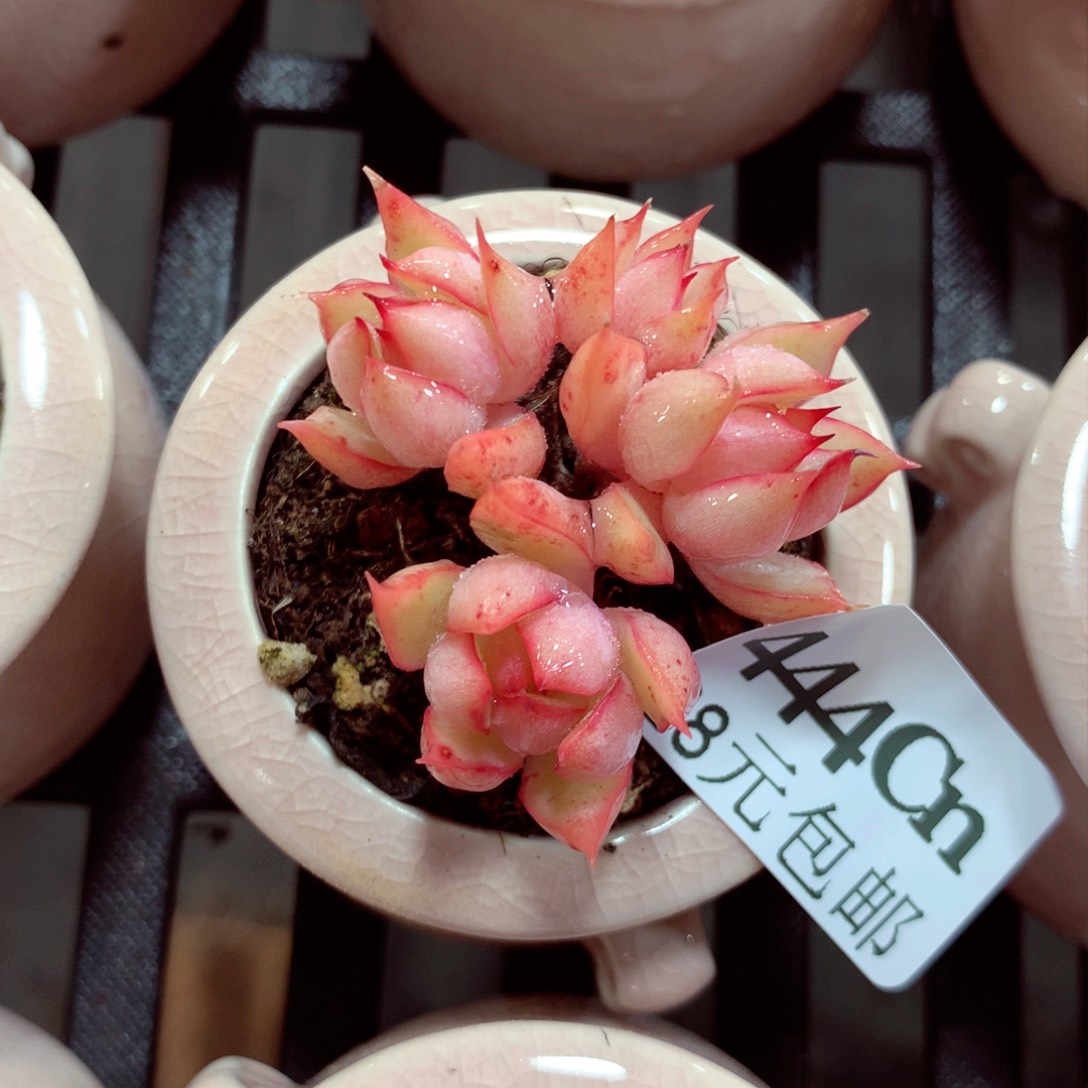 5厘米盆精控多肉444