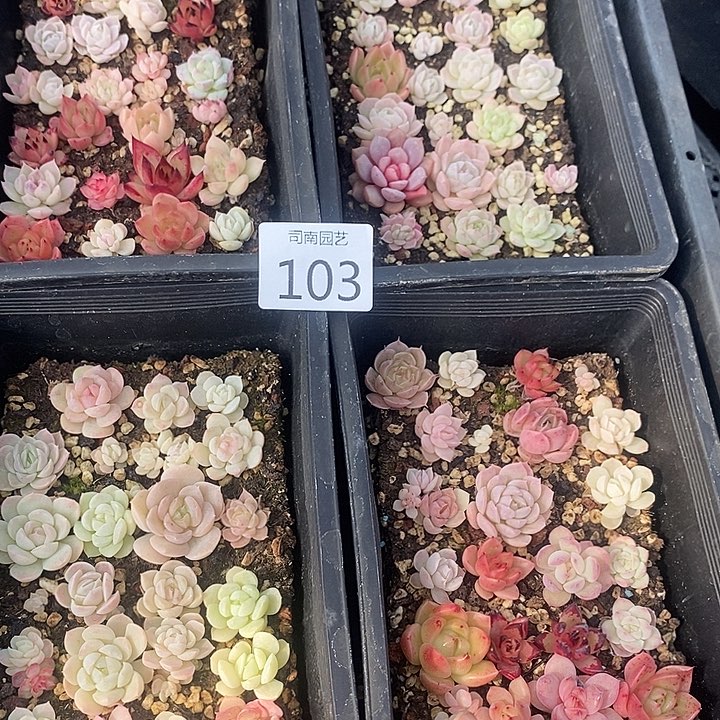 103 多肉植物盆栽花卉