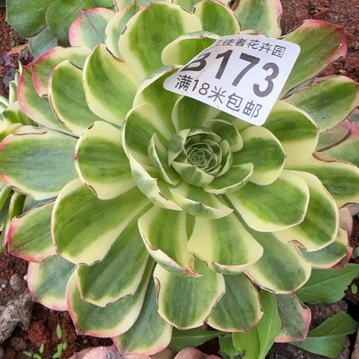 多肉法师塔恩波福利