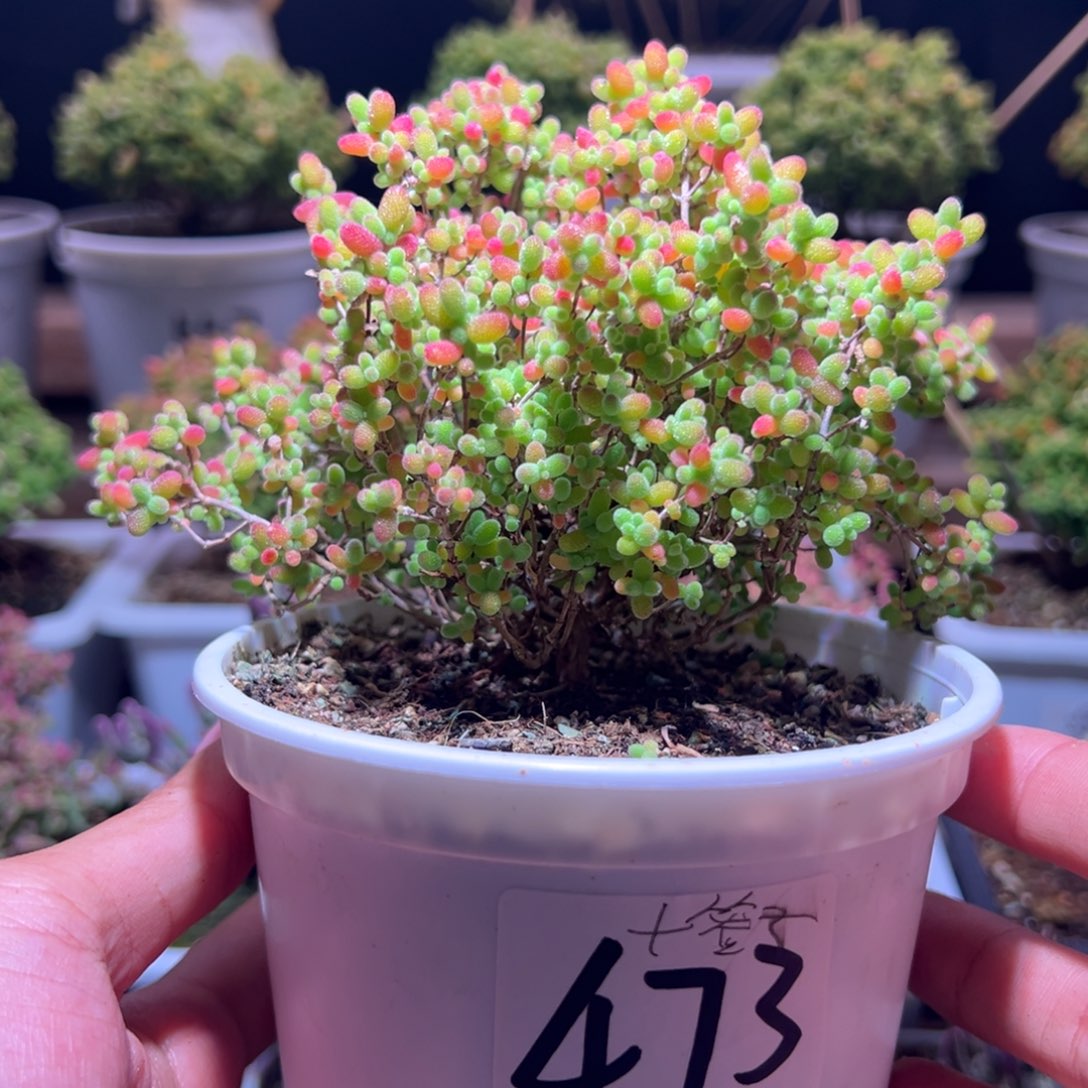 7****473蜜橘一物一拍包开箱