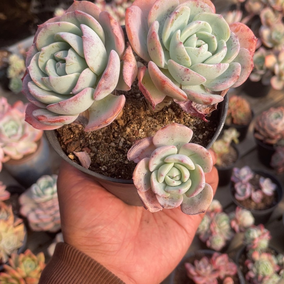 海***欧0915  奶油黄桃  六月六