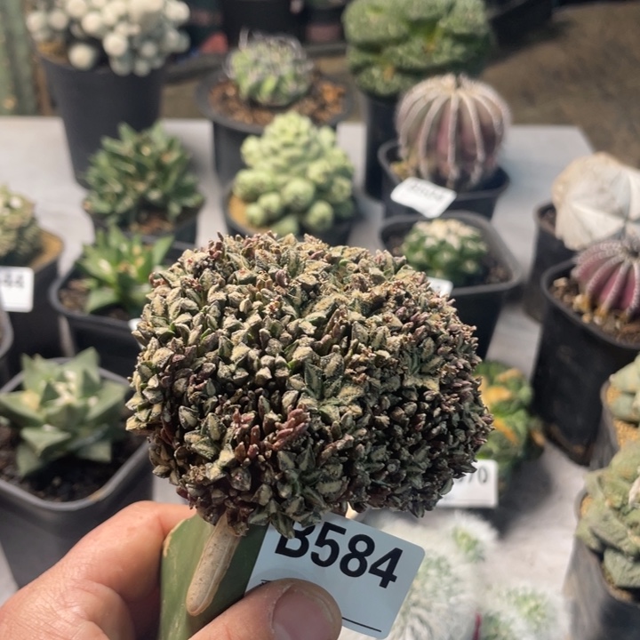 584姬牡丹仙人球一个