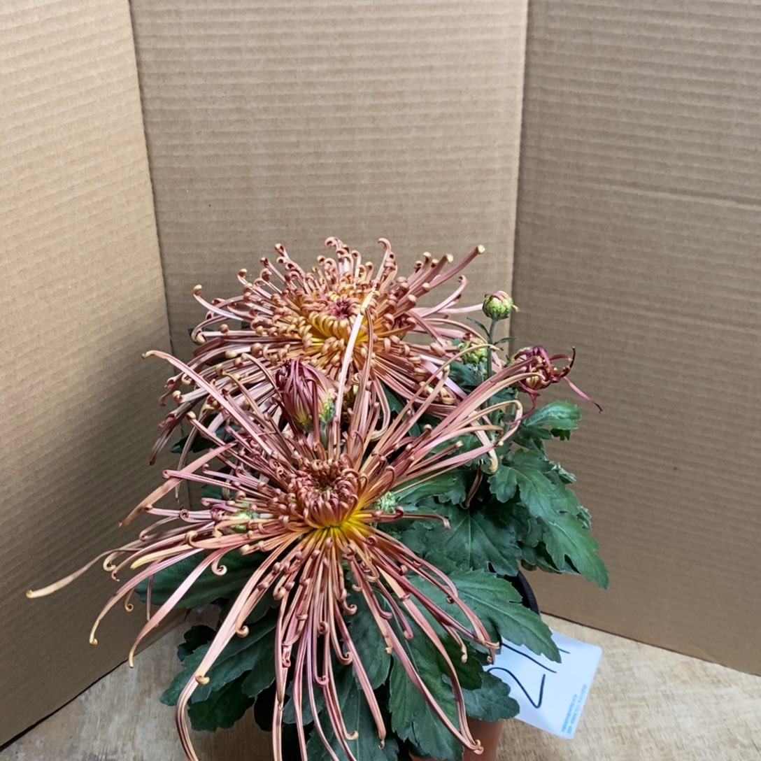 完全开放00000000211