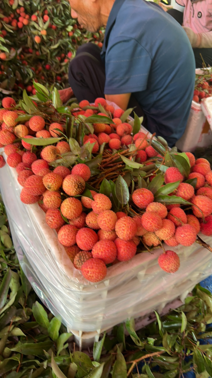 桂味  糯米滋   现场采摘  48小时发货