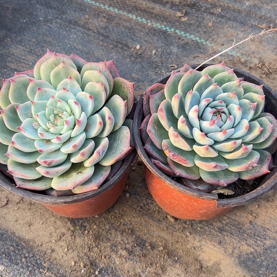 加***2多肉植物两颗吉娃娃