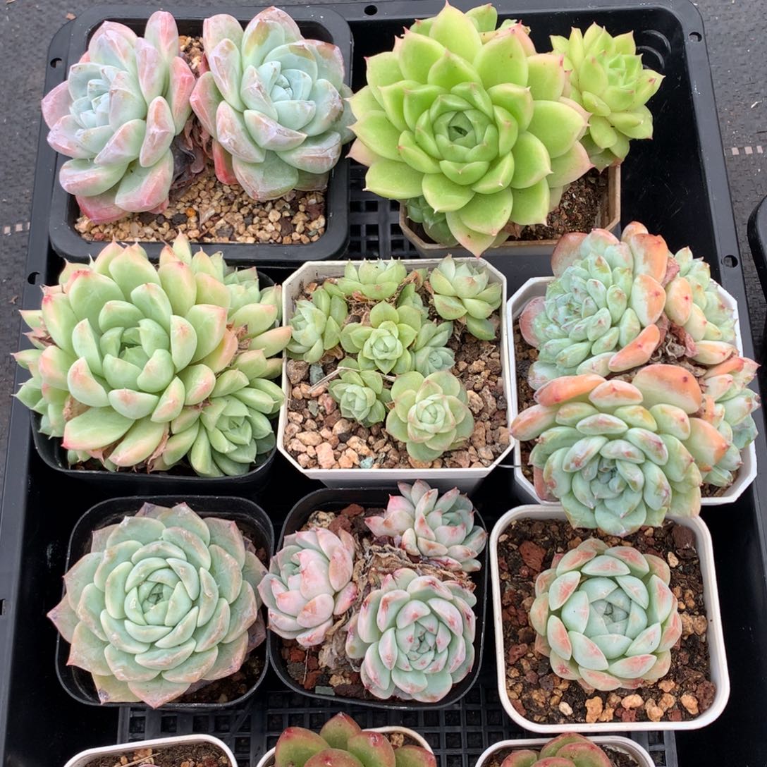 1002-44 套餐一组