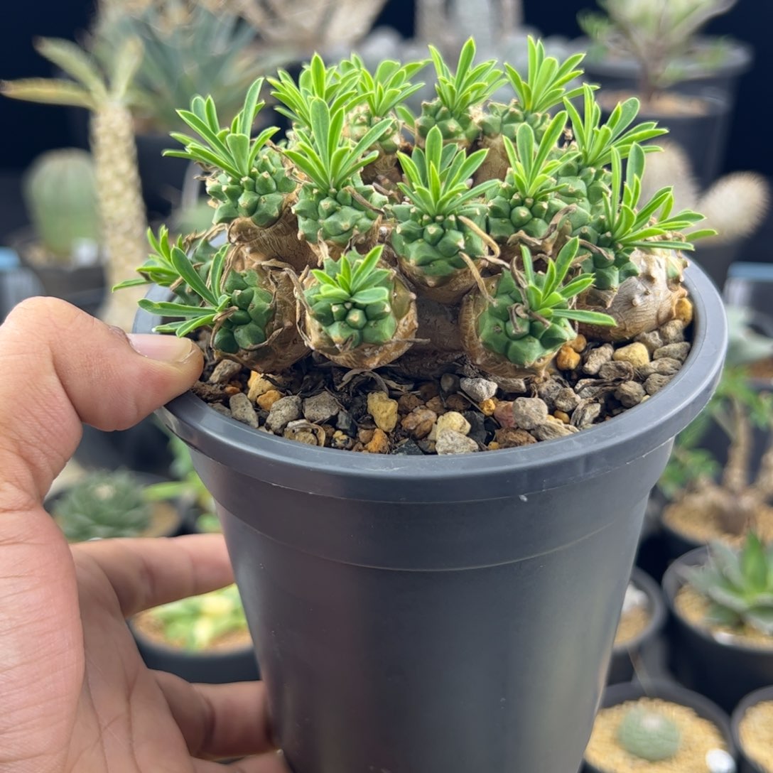 *****峨眉山加黑胶盆加土