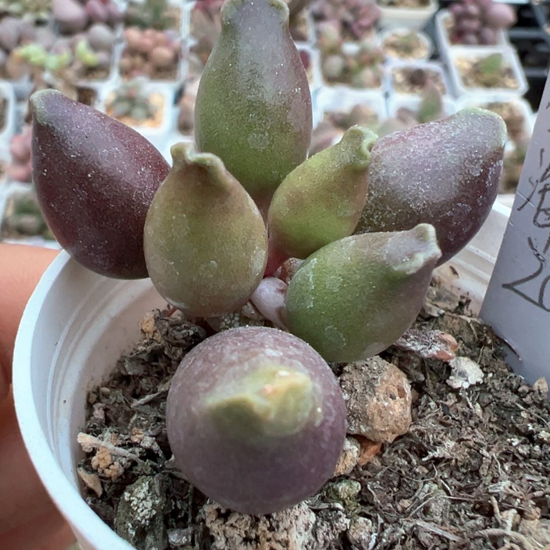 全紫海豹多肉植物水泡