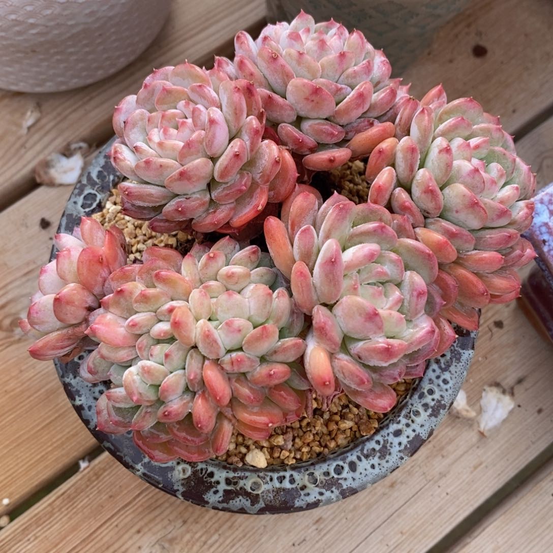 一物一拍多肉植物_玛瑙缀