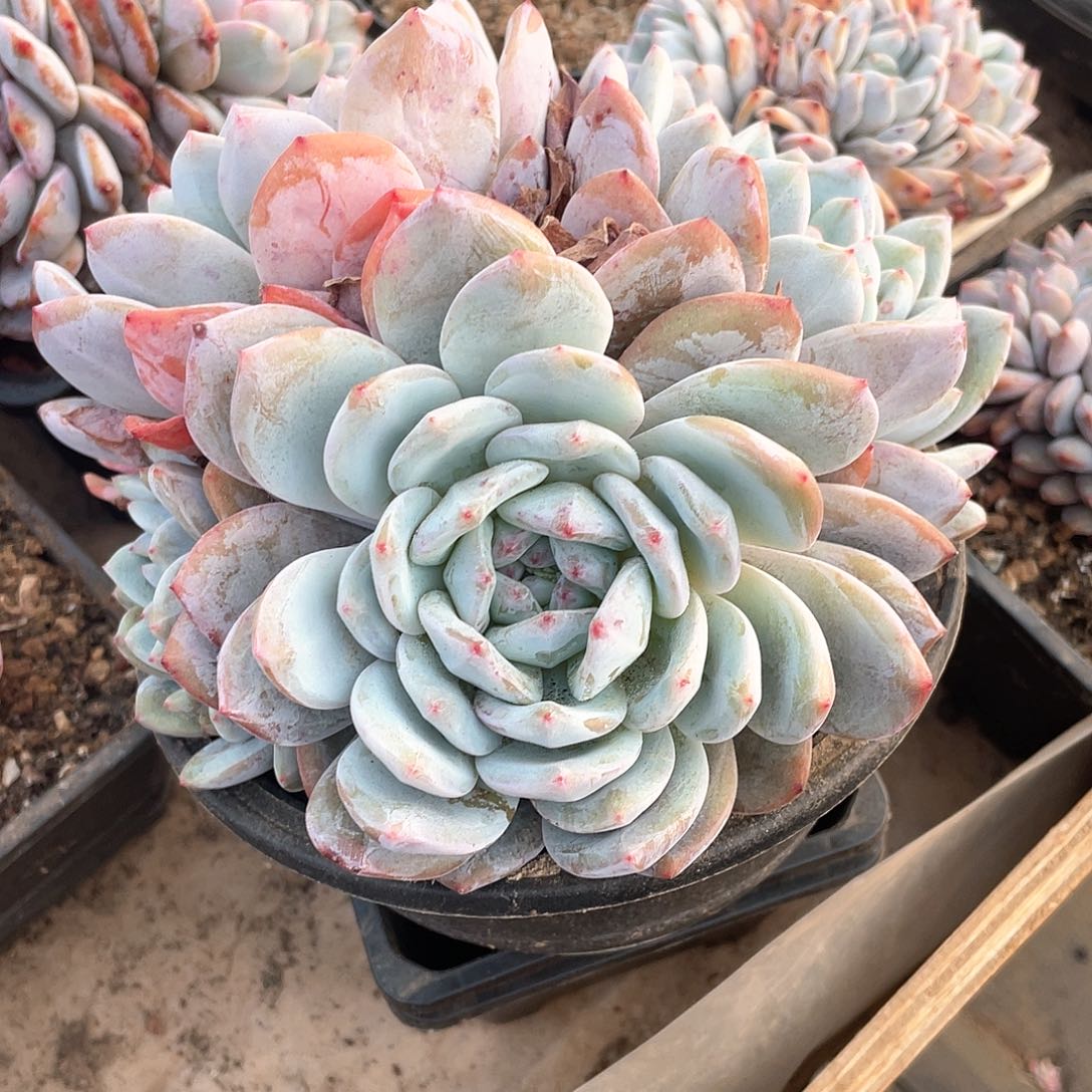 多肉植物多肉植物