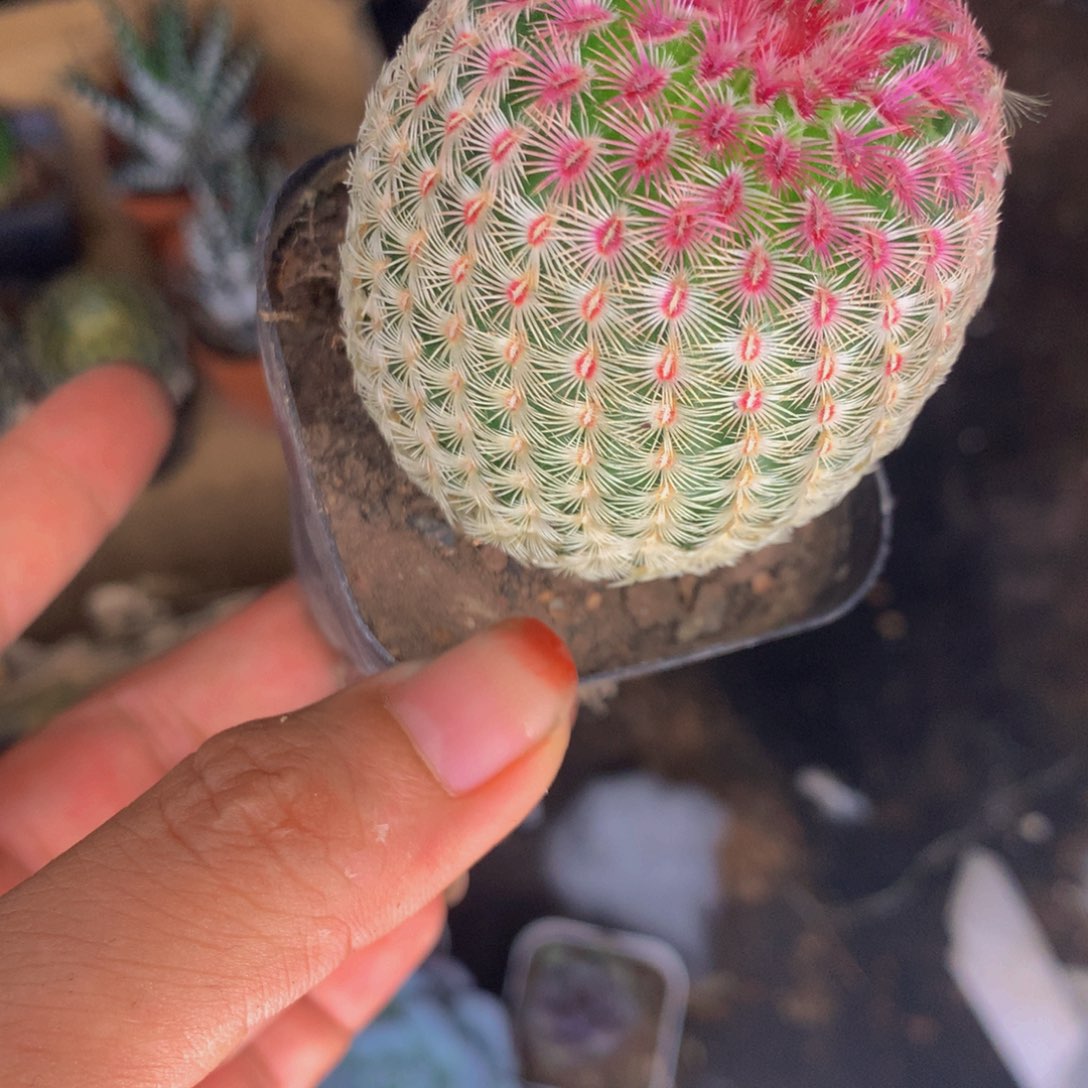 红太阳  （满9.99包邮不满9.99发叶子）