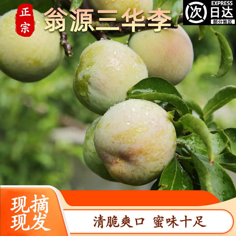 【正宗】韶关翁源三华李脆甜爽口新鲜水果现摘现发特大果孕妇红心李
