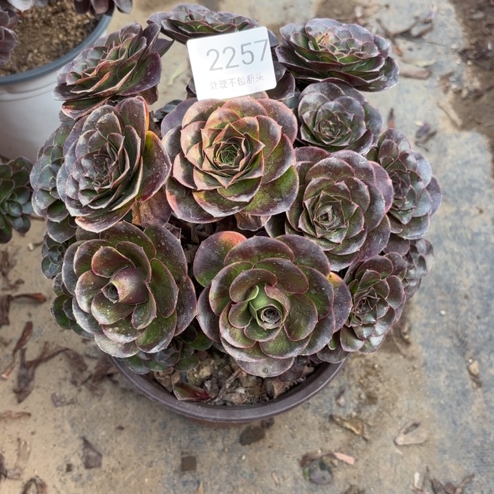 魅金玫瑰多肉处理不包断2257