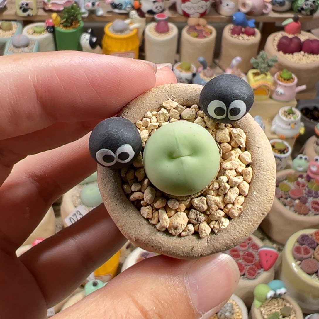 多肉植物74号鸽子蛋