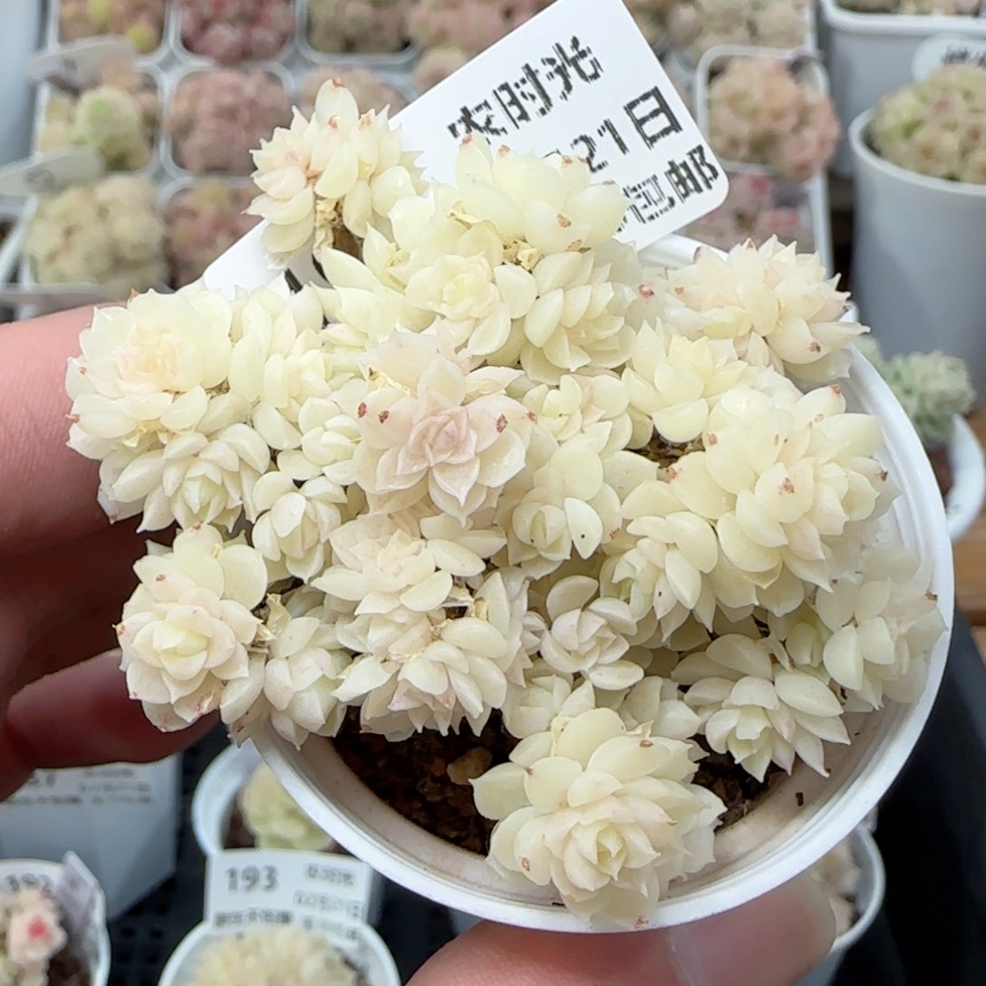 0221-194珠光麦秆