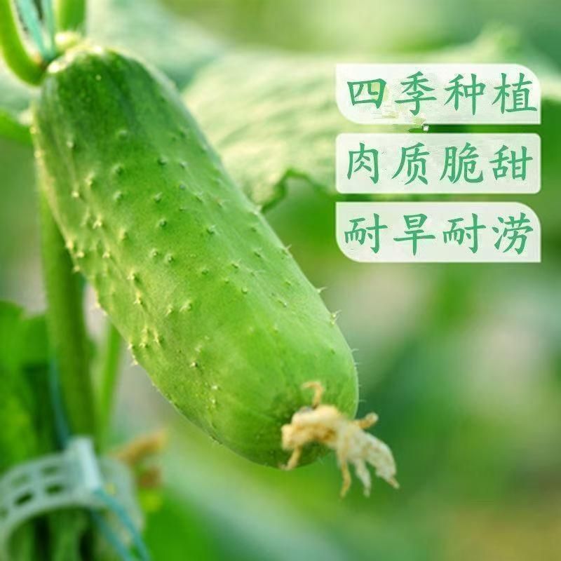 【全店满5包包邮】本地黄瓜种子早熟高产农家四季蔬果种籽
