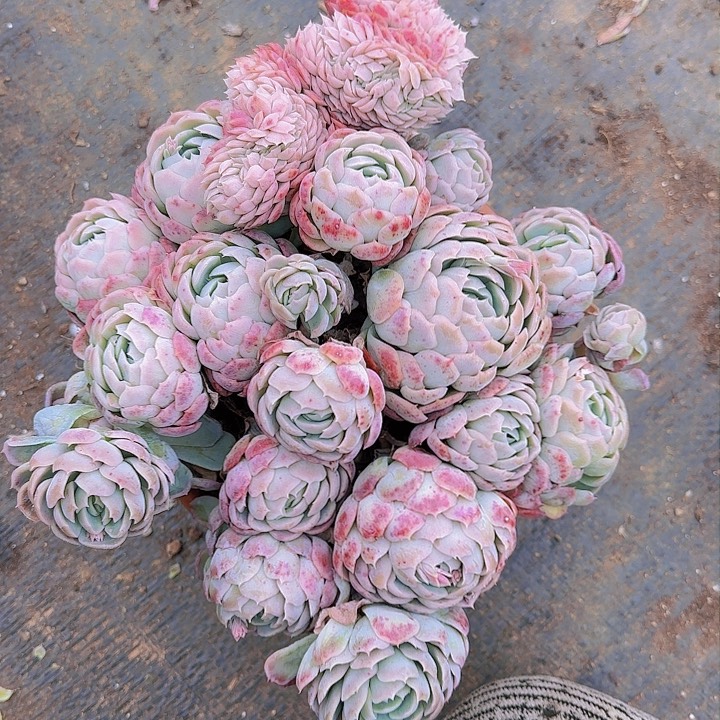 一大家都知道他俩个在干